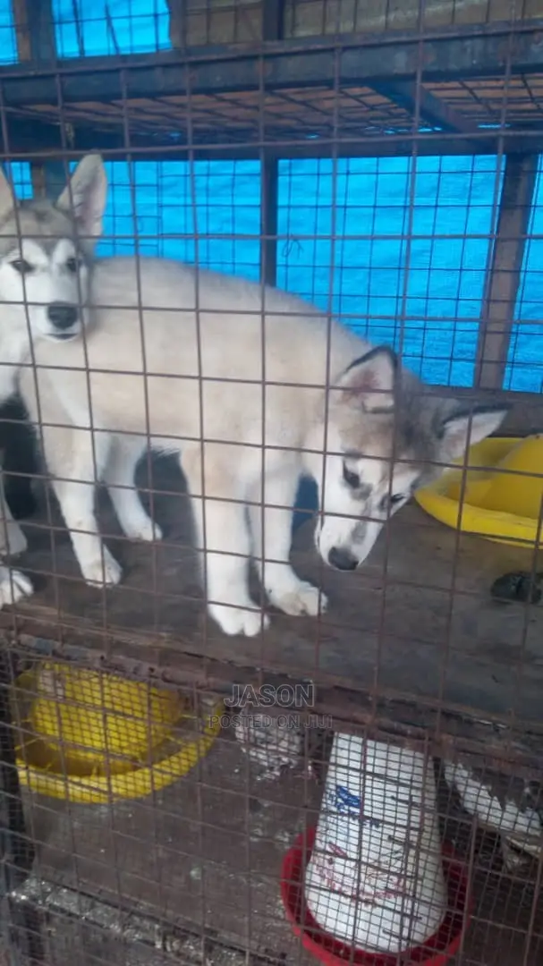Young Male Purebred Siberian Husky