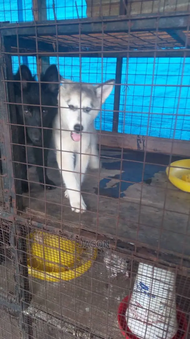 Young Male Purebred Siberian Husky