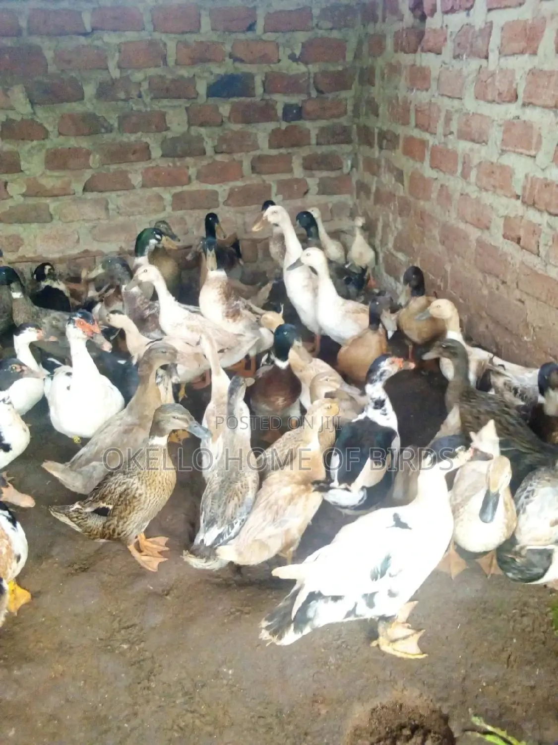 Rouen Ducks for Sell in Kampala