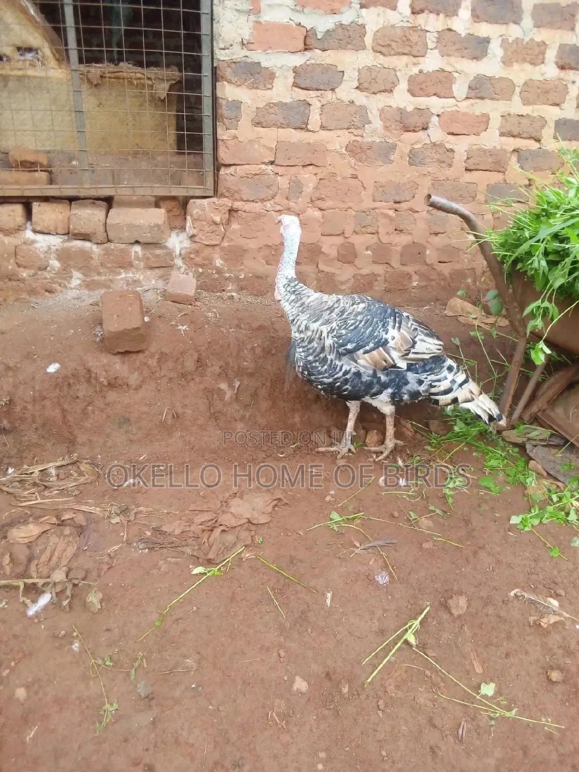 Mature Big Male Turkey for Meat
