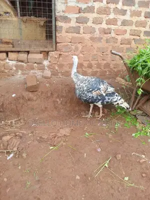 Mature Big Male Turkey for Meat