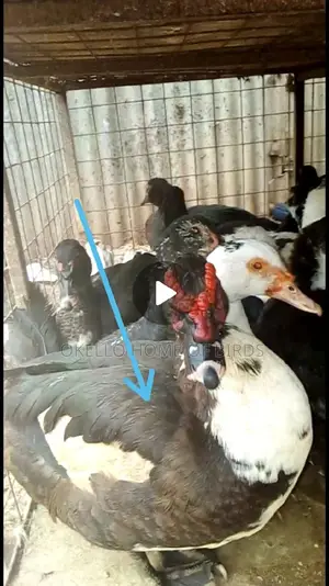 Mascovy Ducks for Sell in Kampala