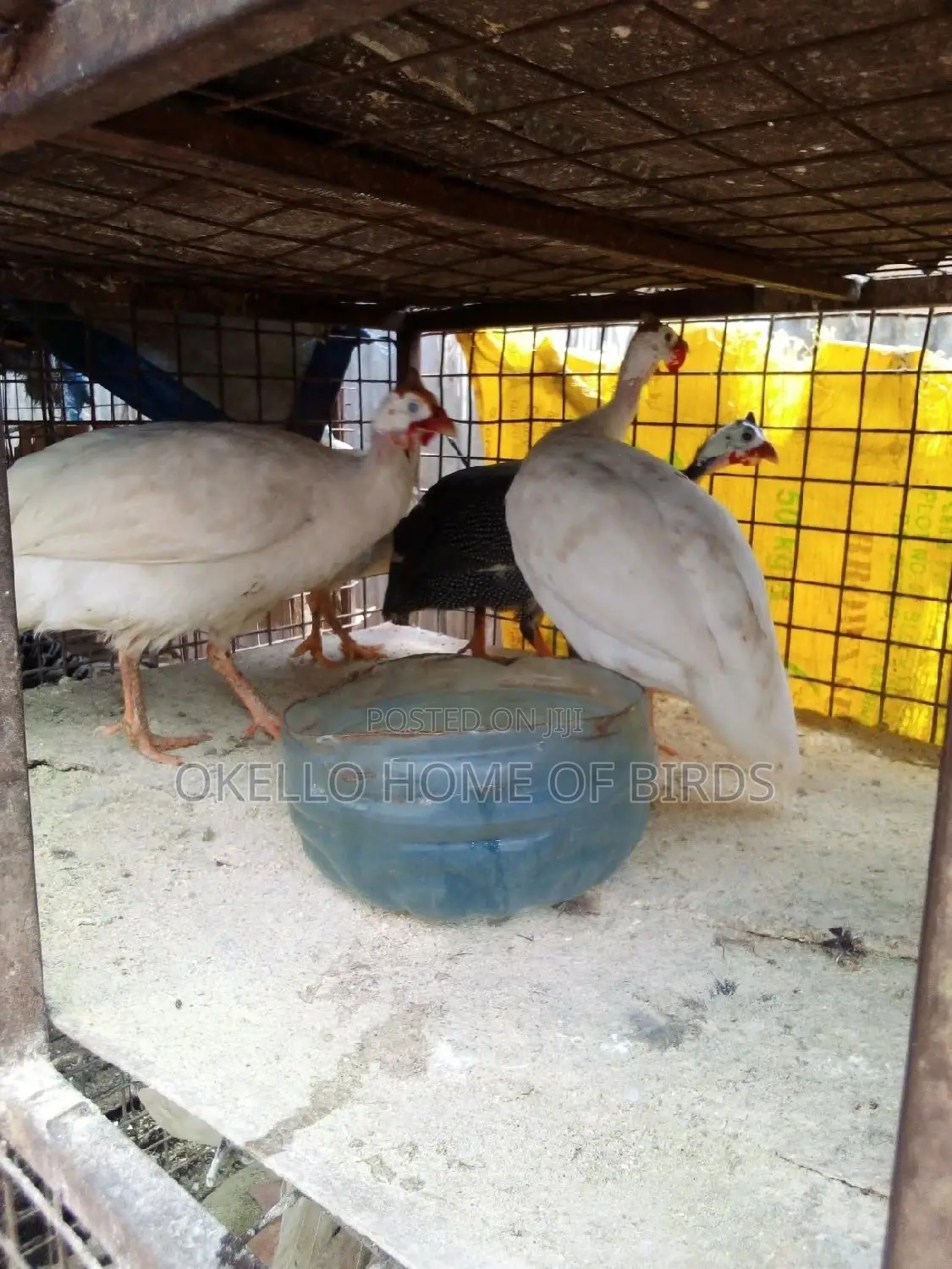 Mature Pure White Guinea Fowlz for Sell
