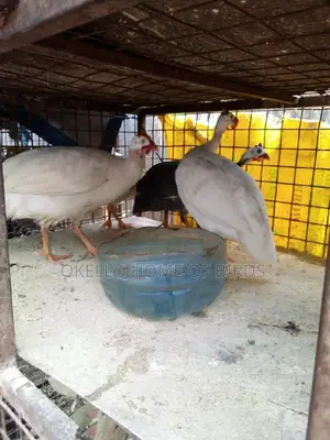 Mature Pure White Guinea Fowlz for Sell