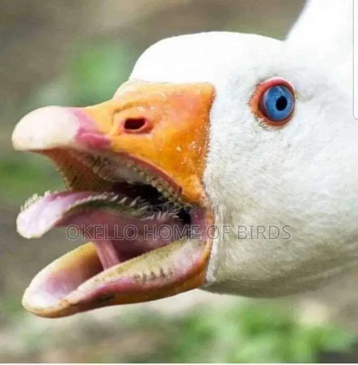 Geese for Security Both Home and at the Farm for Sell
