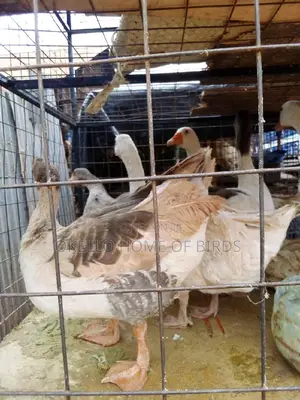 Geese for Meat Very Big