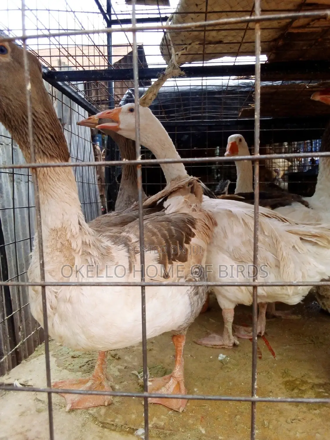 Geese for Meat Very Big