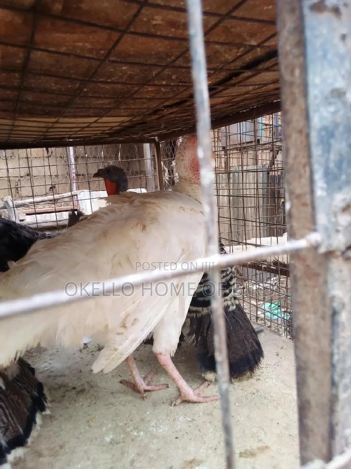 Pure White Female for Sell in Kampala