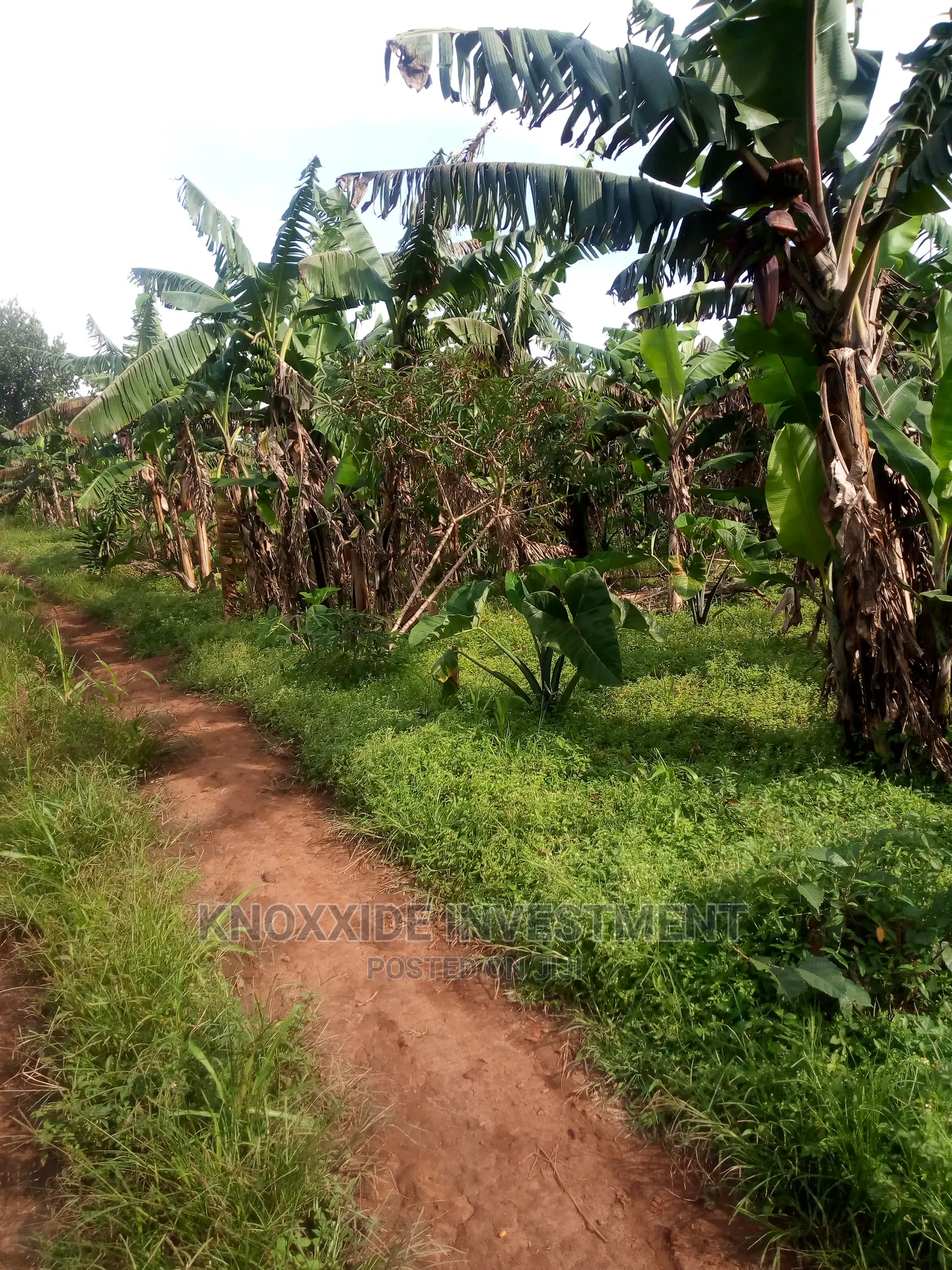 Land for Sale 25acres Busunju Town Hoima Road