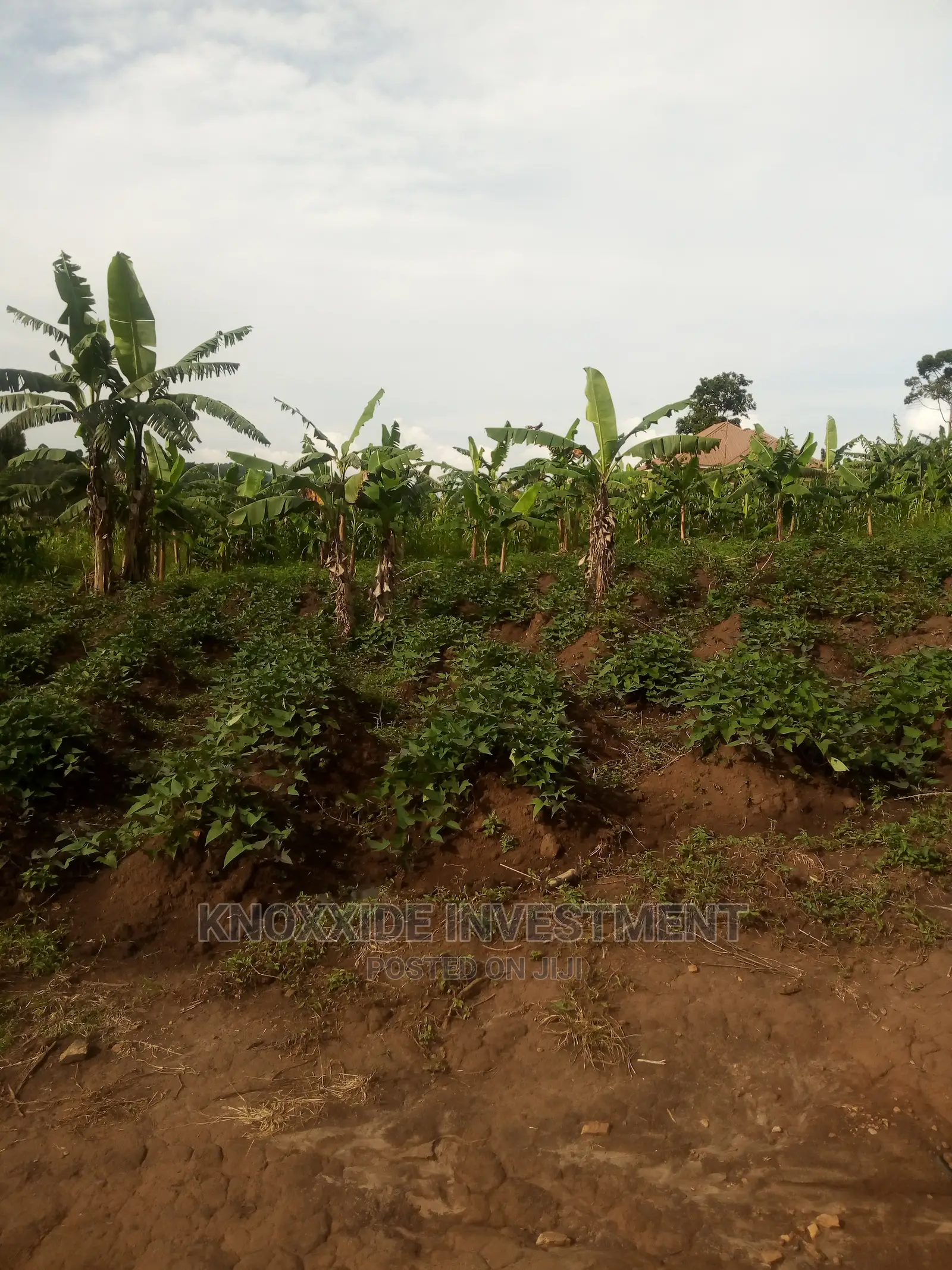 Land for Sale 25acres Busunju Town Hoima Road
