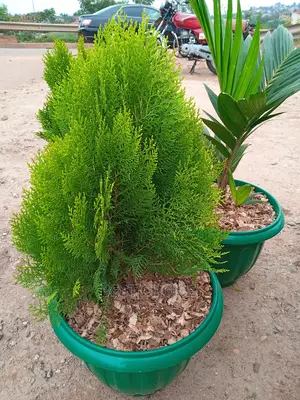 Fantastic Potted and Non Potted Plants and Flowers.