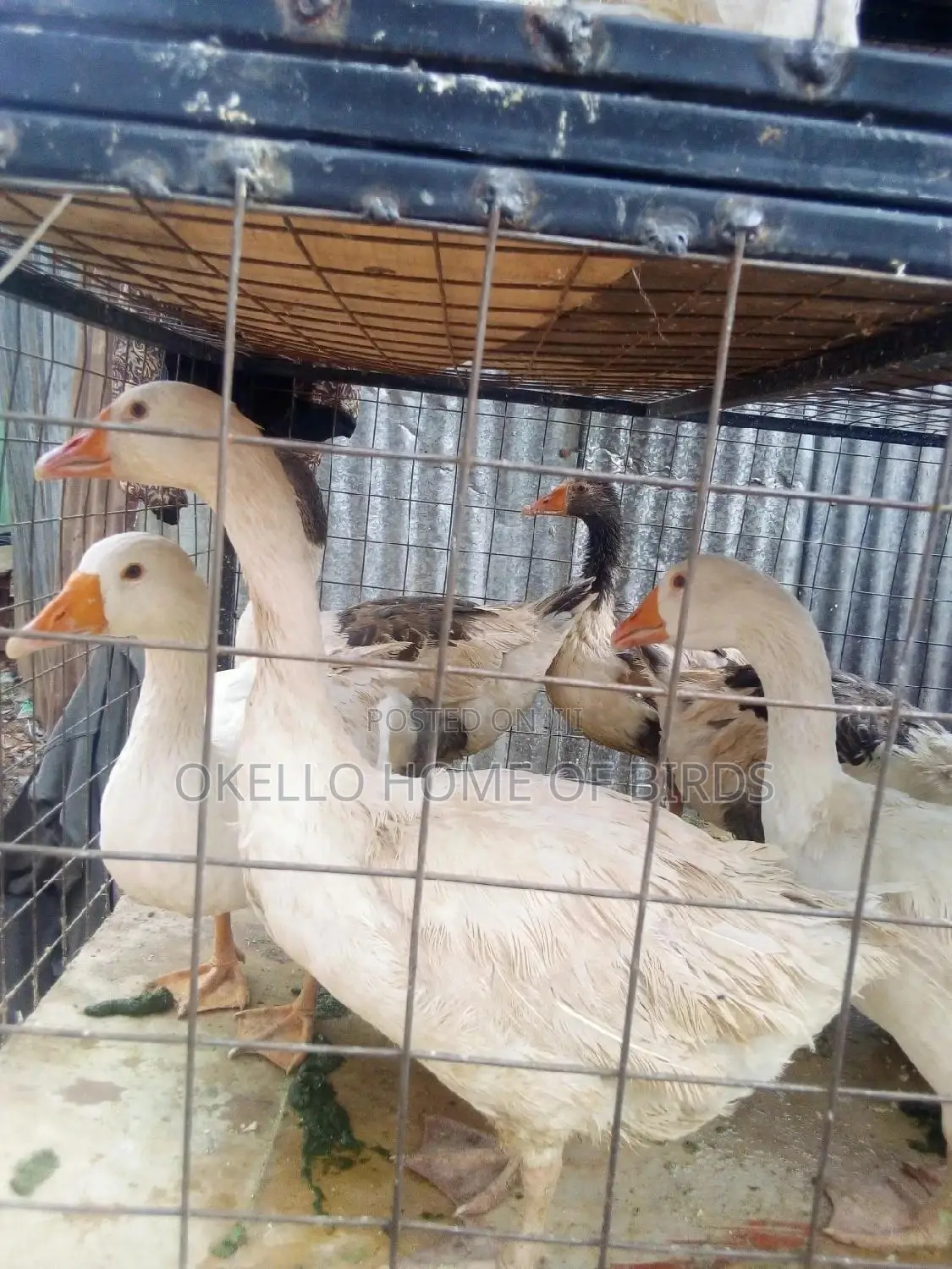 Pure White Geese for Sell