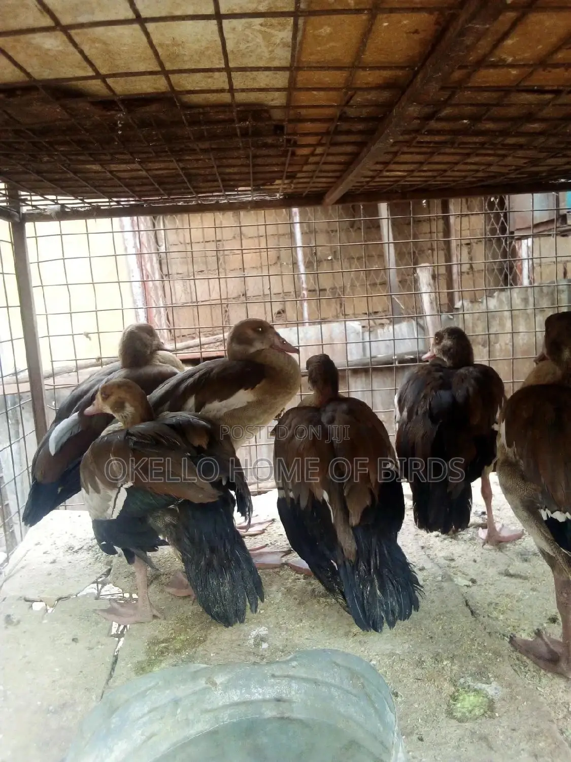 Eygpitian Geese for Sell