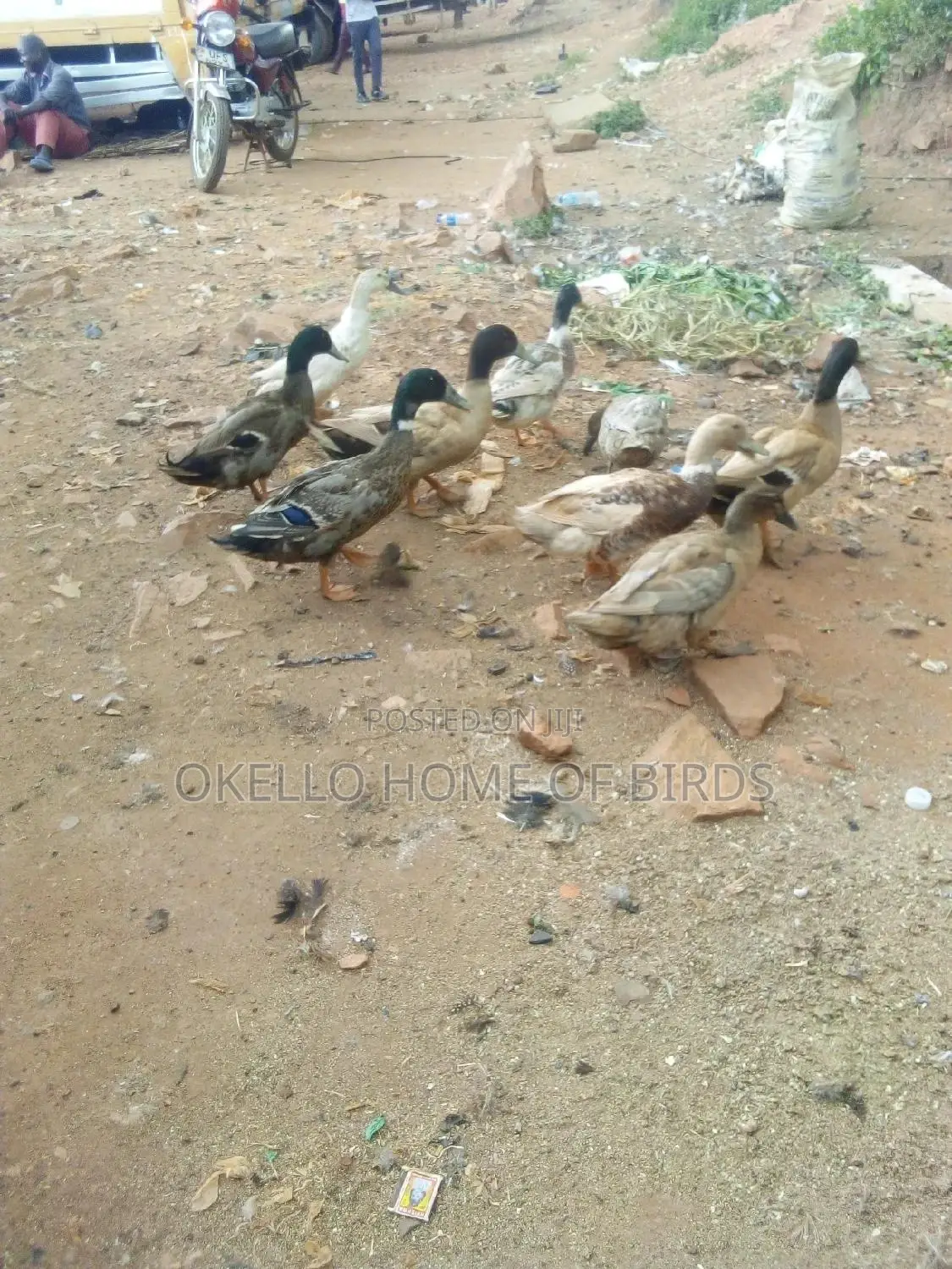 Khaki Campbell Duckz for Sell in Kampala