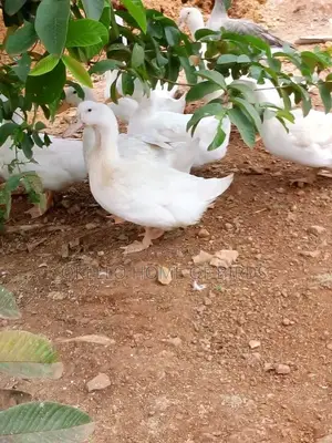Pekin Duckz for Sell in Kampala