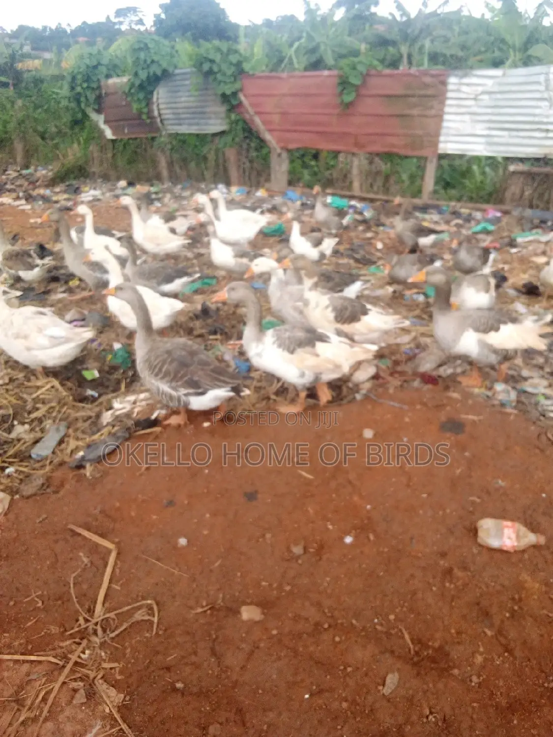 Goose for Sell in Big Number