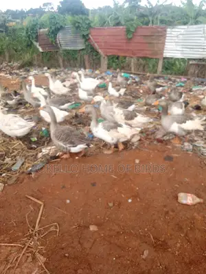 Goose for Sell in Big Number