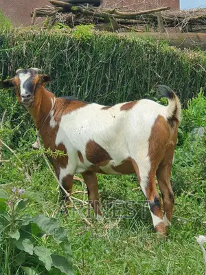 Pregnancy Savanna
