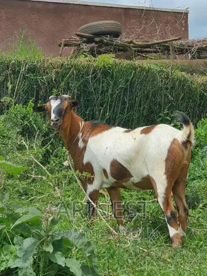Pregnancy Savanna