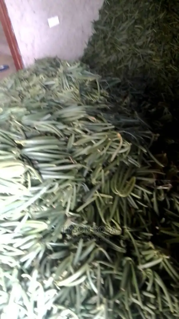 Vanilla Long Raw Beans