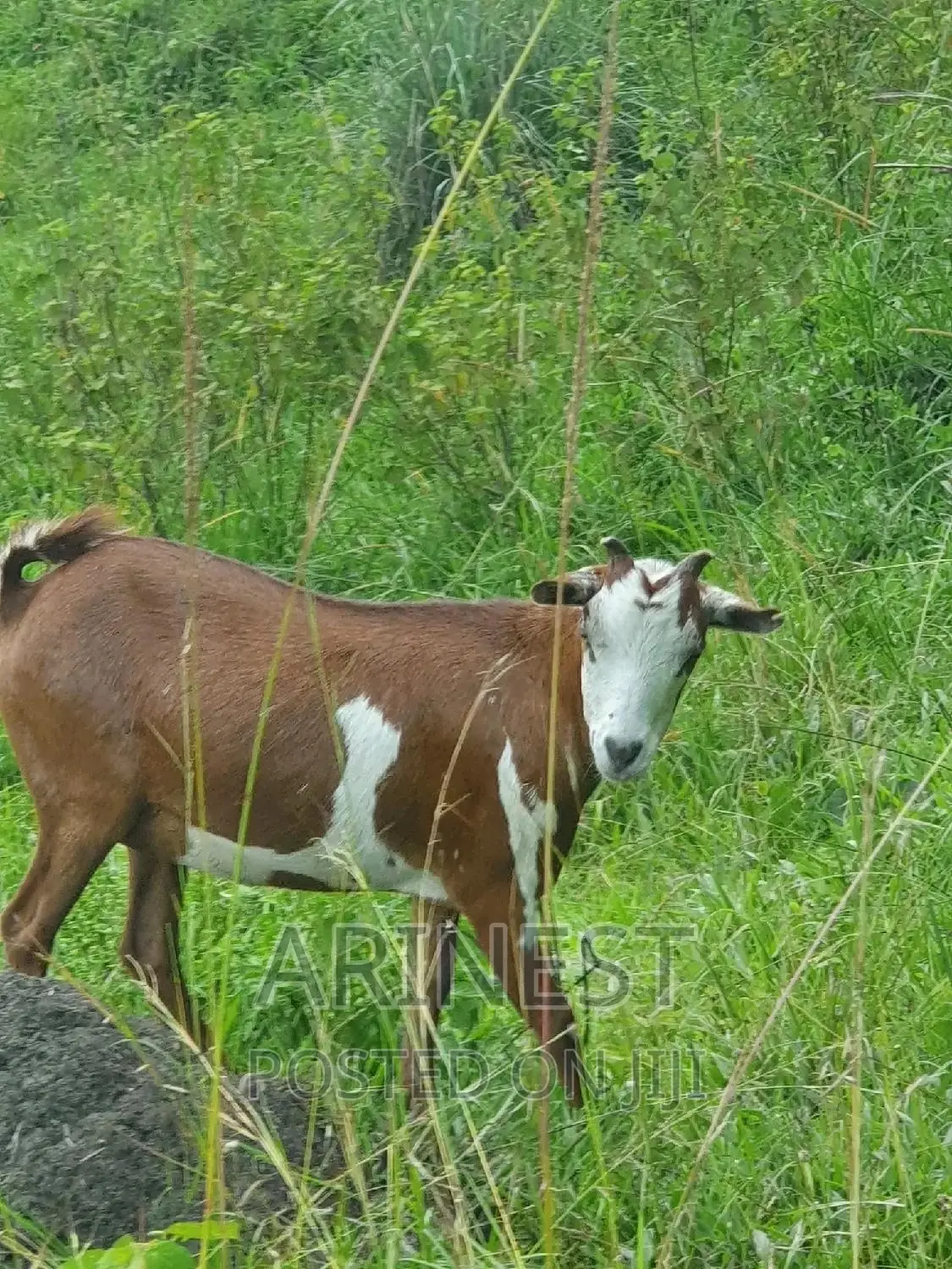Savannaa Female