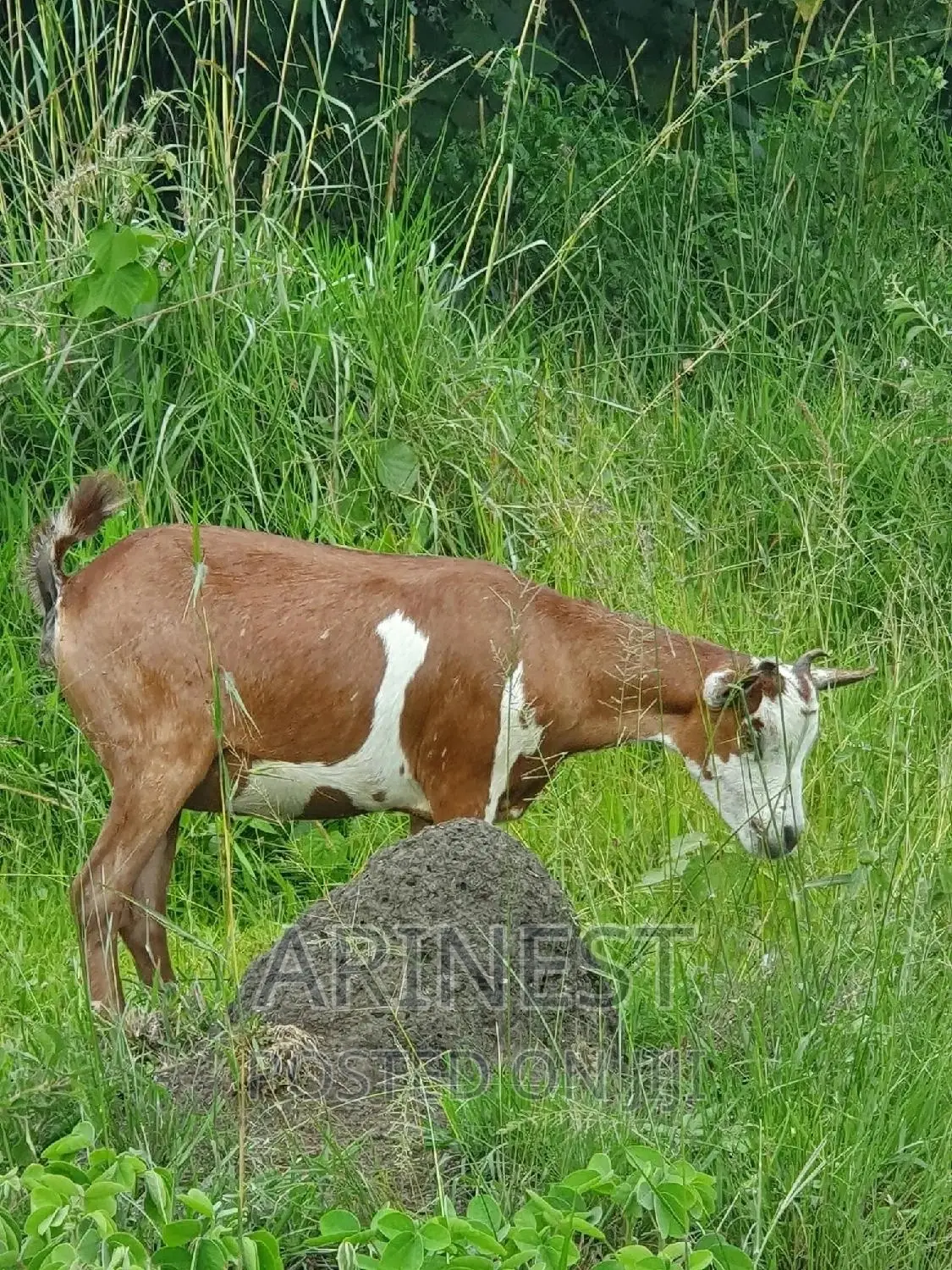 Savannaa Female