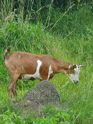Savannaa Female