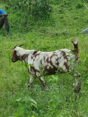 Boar Female 85%Breeding Ratio