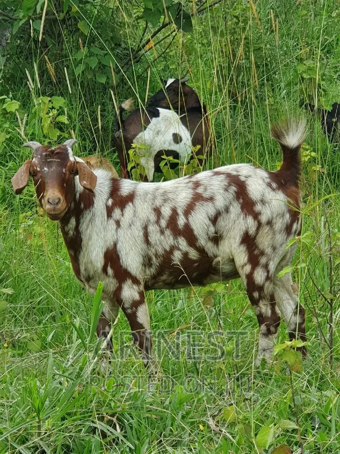 Boar Female 85%Breeding Ratio