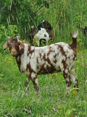 Boar Female 85%Breeding Ratio