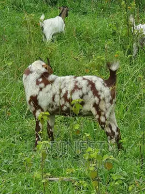 Boar Female 85%Breeding Ratio