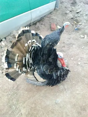 He and She Turkeys for Sell in Makindye