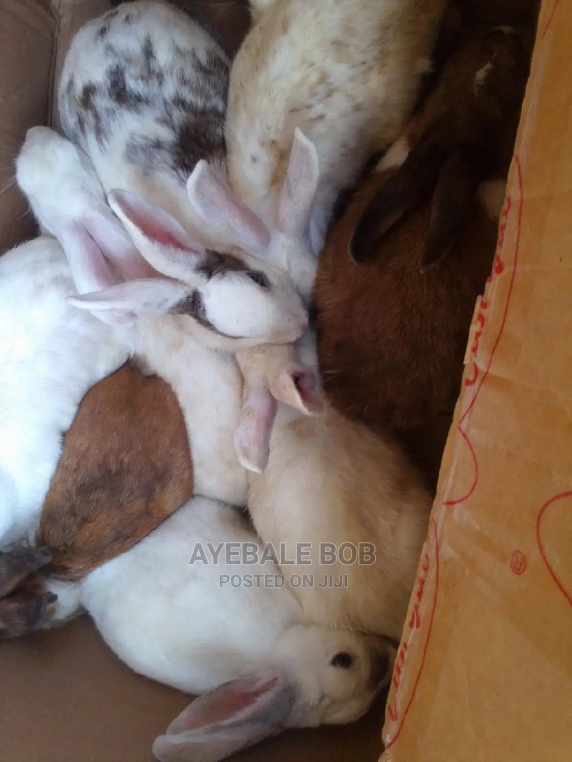 Quality Rabbits at Affordable Price