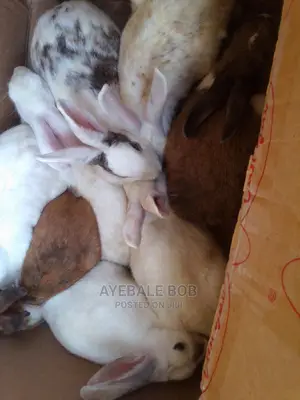 Quality Rabbits at Affordable Price