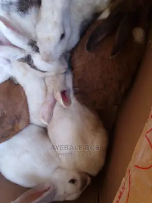 Quality Rabbits at Affordable Price