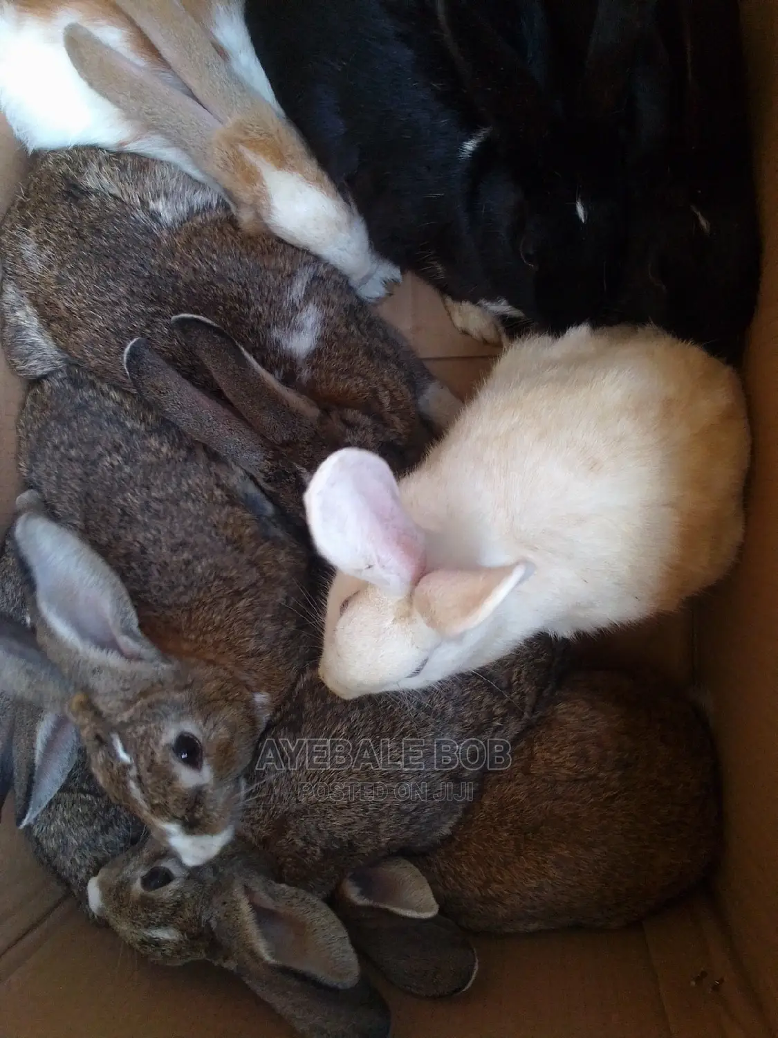 Quality Rabbits at Affordable Price