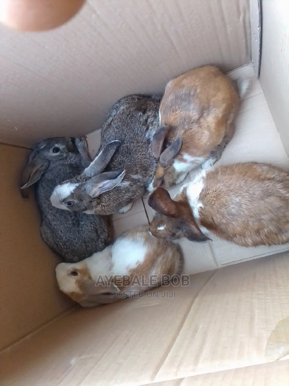 Quality Rabbits at Affordable Price