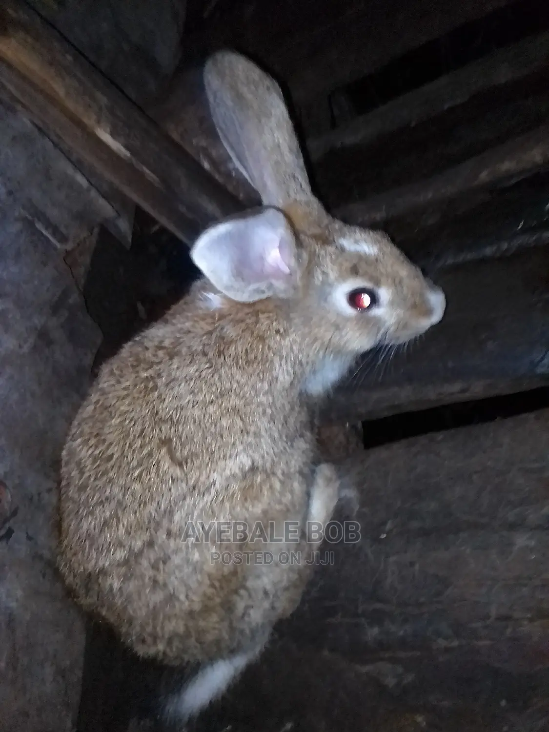 Good Rabbits