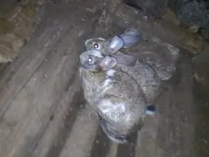 Good Rabbits