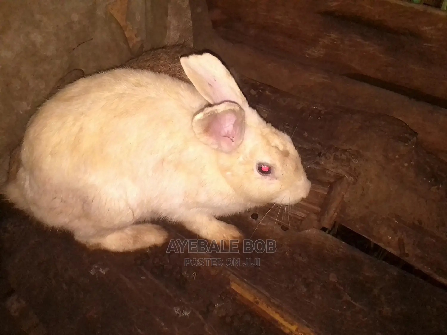 Good Rabbits