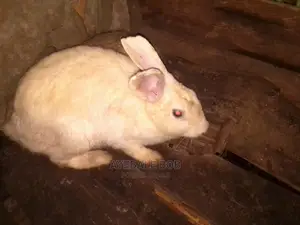Good Rabbits