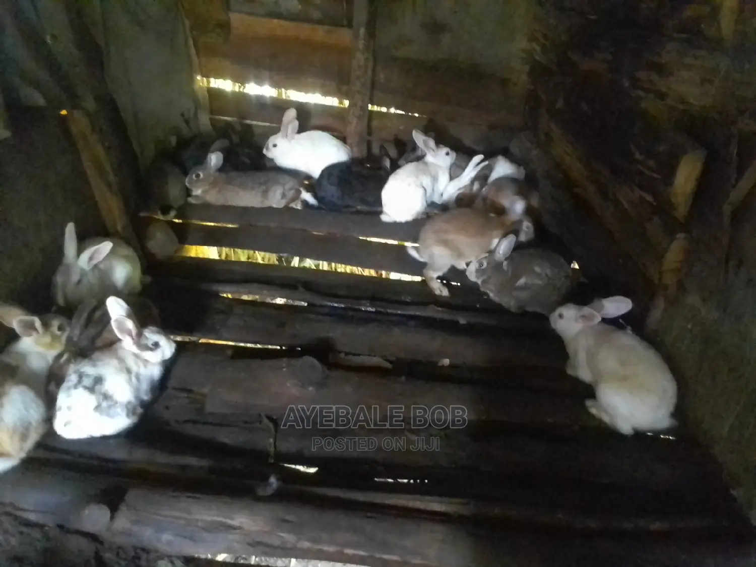 Good Rabbits
