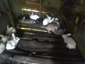 Good Rabbits