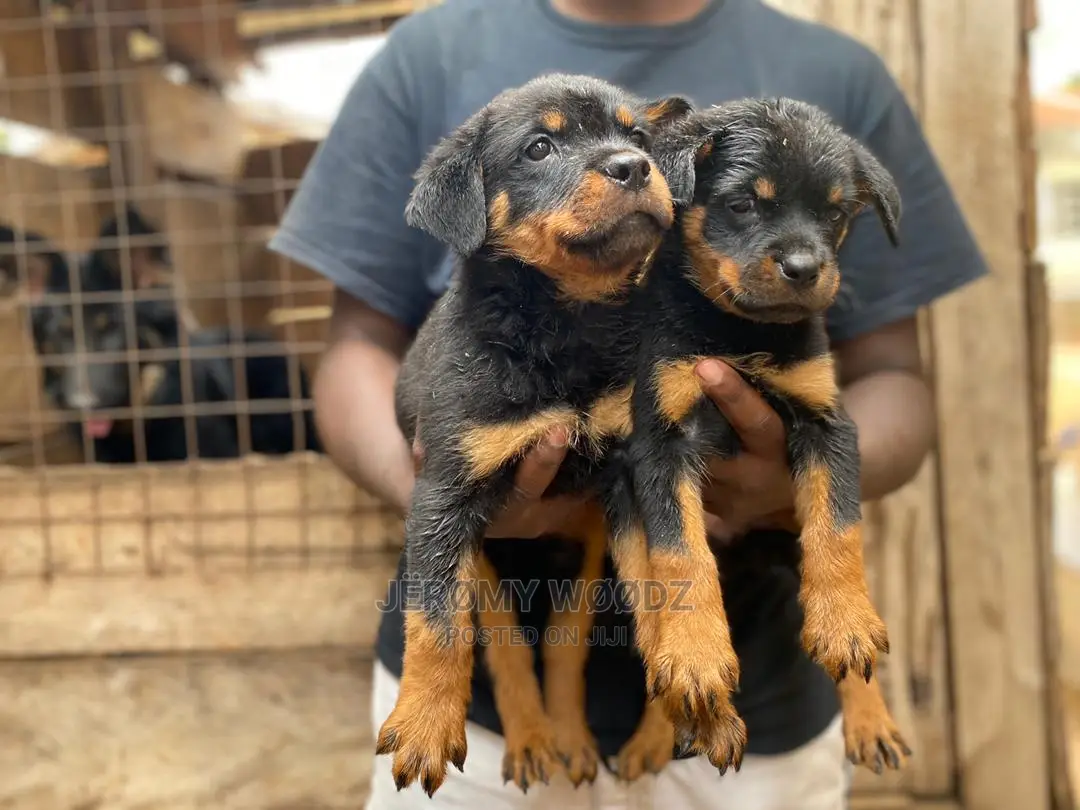 1-3 Months Male Purebred Rottweiler