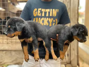 1-3 Months Male Purebred Rottweiler