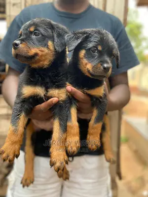 1-3 Months Male Purebred Rottweiler