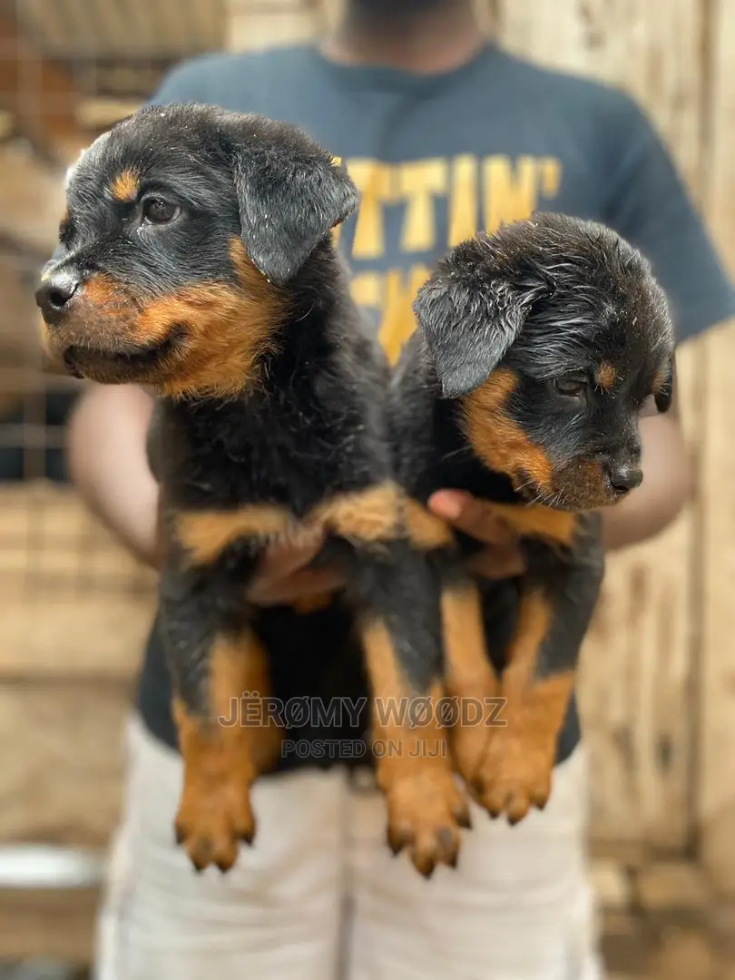 1-3 Months Male Purebred Rottweiler