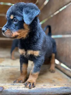 1-3 Months Male Purebred Rottweiler