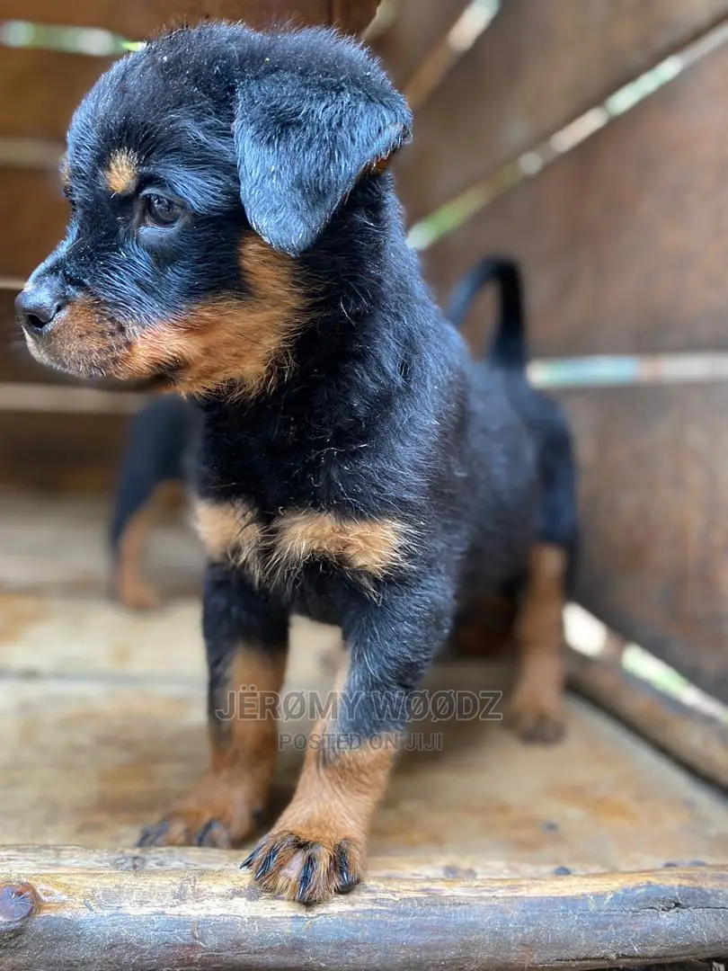 1-3 Months Male Purebred Rottweiler