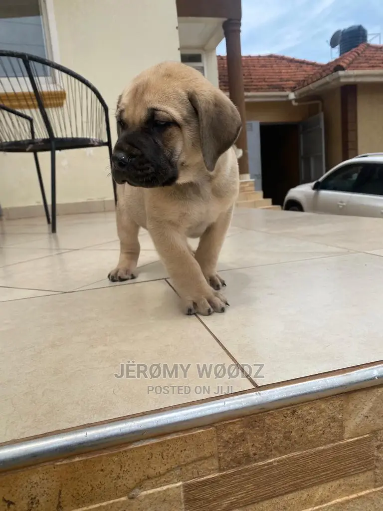 1-3 Months Male Purebred Boerboel
